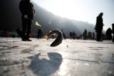 A fesztiválon kézi horgász verseny is van, ahol a jeges vízbe ugranak és puszta kézzel fogják ki a halakat.

