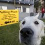 Daisy, egy Golden Retriever az egyik San Diegó-i szavazókör előtt