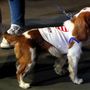 Joe Biden feliratú ruhát viselő kutya Los Angelesben