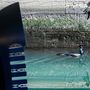 Tengeri madár a velencei csatornában úszkál el egy gondola mellett a tisztább vízben 2020. március 17-én