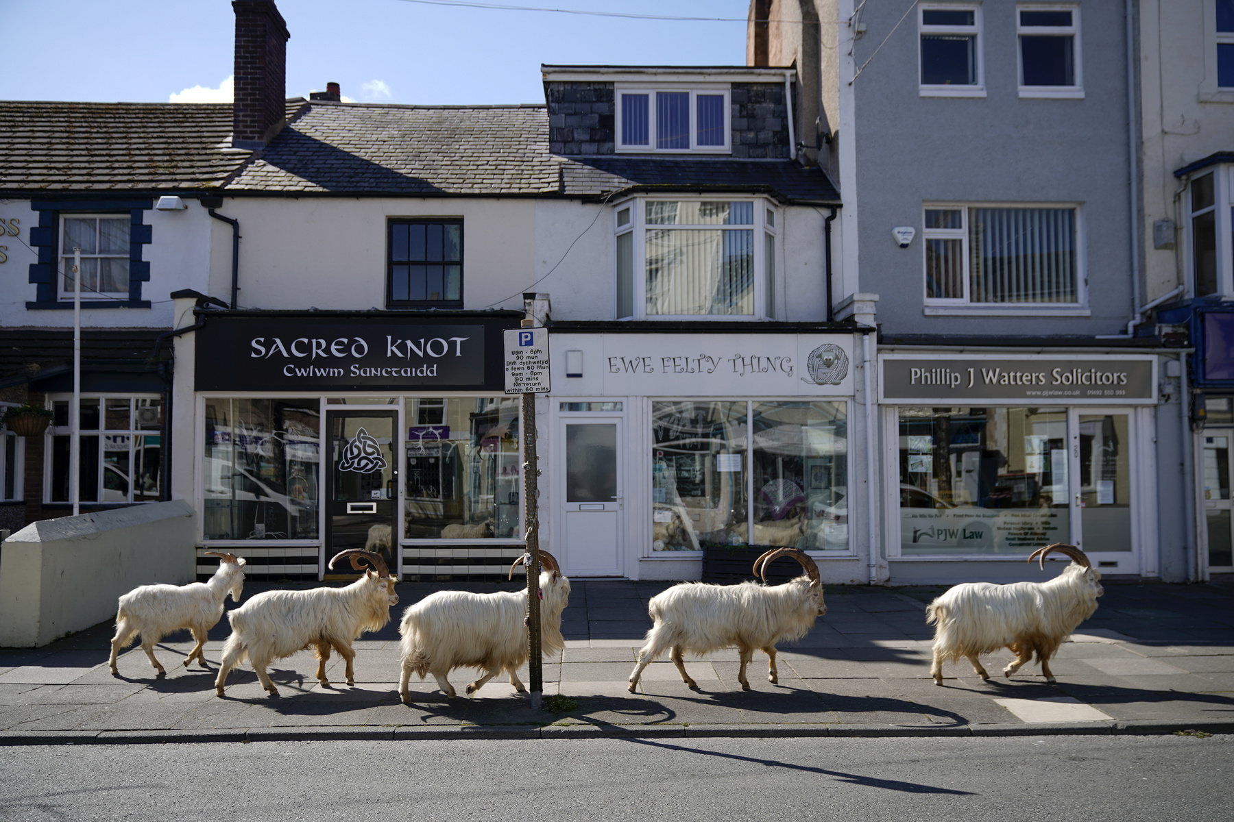 Hegyi kecskék barangolnak Llandudno utcáin Walesben 2020. március 31-én