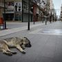 Nyugisan alszik az üres utcán egy kutya a törökországi Iskenderun körzetében 2020. április 5-én