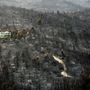 Tűz pusztította erdő Görögországban 2021. augusztus 10-én