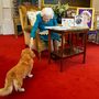 II. Erzsébet királynő simogatja Candy nevű corgi kutyáját 2022. januárban