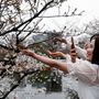 Cseresznyevirágfák az Ueno parkban Tokióban, Japánban 2023. március 21-én