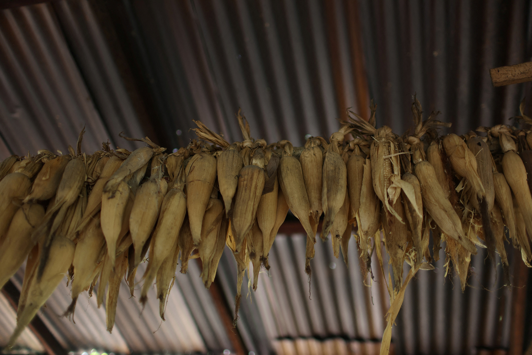 Raquel Quirino de Oliveira, bába tartja újszülött unokahúgát, Mavit Tefében, Brazíliában 2024. október 19-én