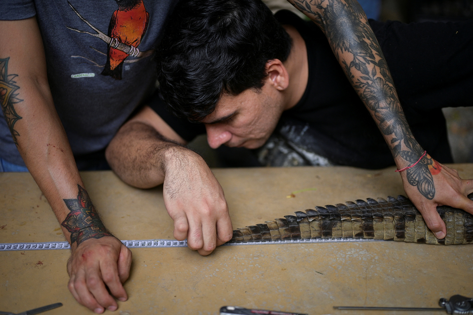 Alvaro Velasco biológus egy orinocói krokodillal a kezében Elorza mellett, Venezuelában 2025. április 24-én