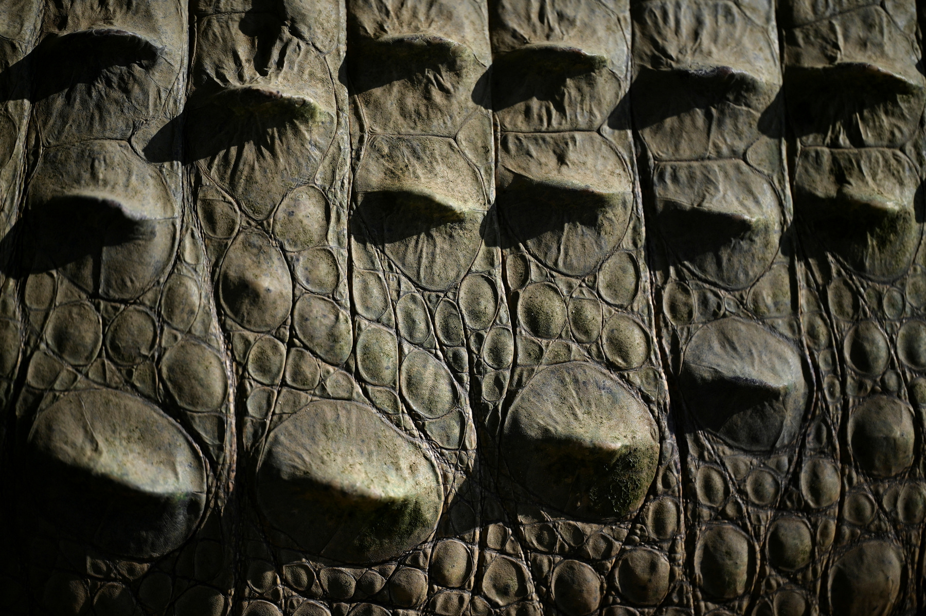 Alvaro Velasco biológus egy orinocói krokodillal a kezében Elorza mellett, Venezuelában 2025. április 24-én