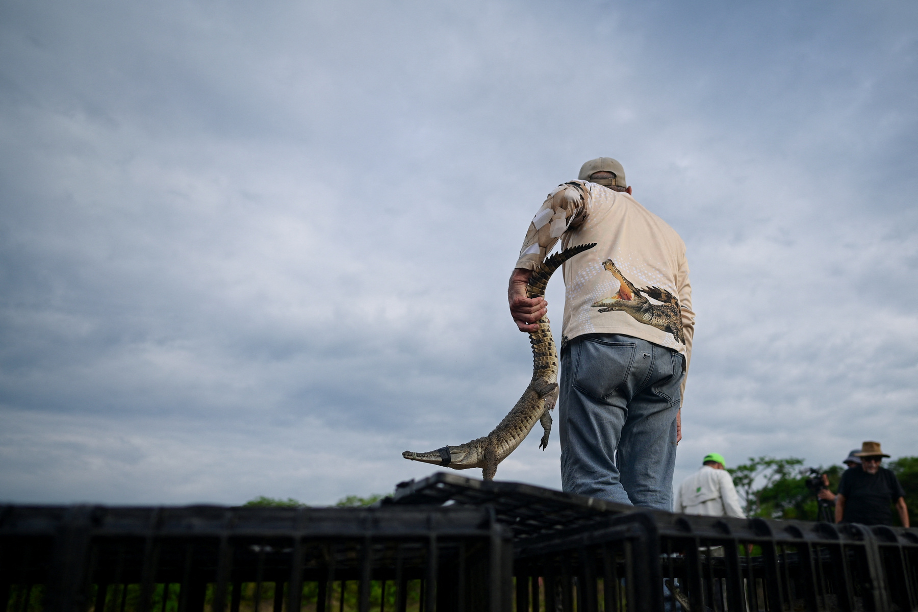 Alvaro Velasco biológus egy orinocói krokodillal a kezében Elorza mellett, Venezuelában 2025. április 24-én