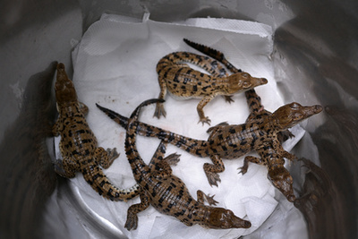 Alvaro Velasco biológus egy orinocói krokodillal a kezében Elorza mellett, Venezuelában 2025. április 24-én