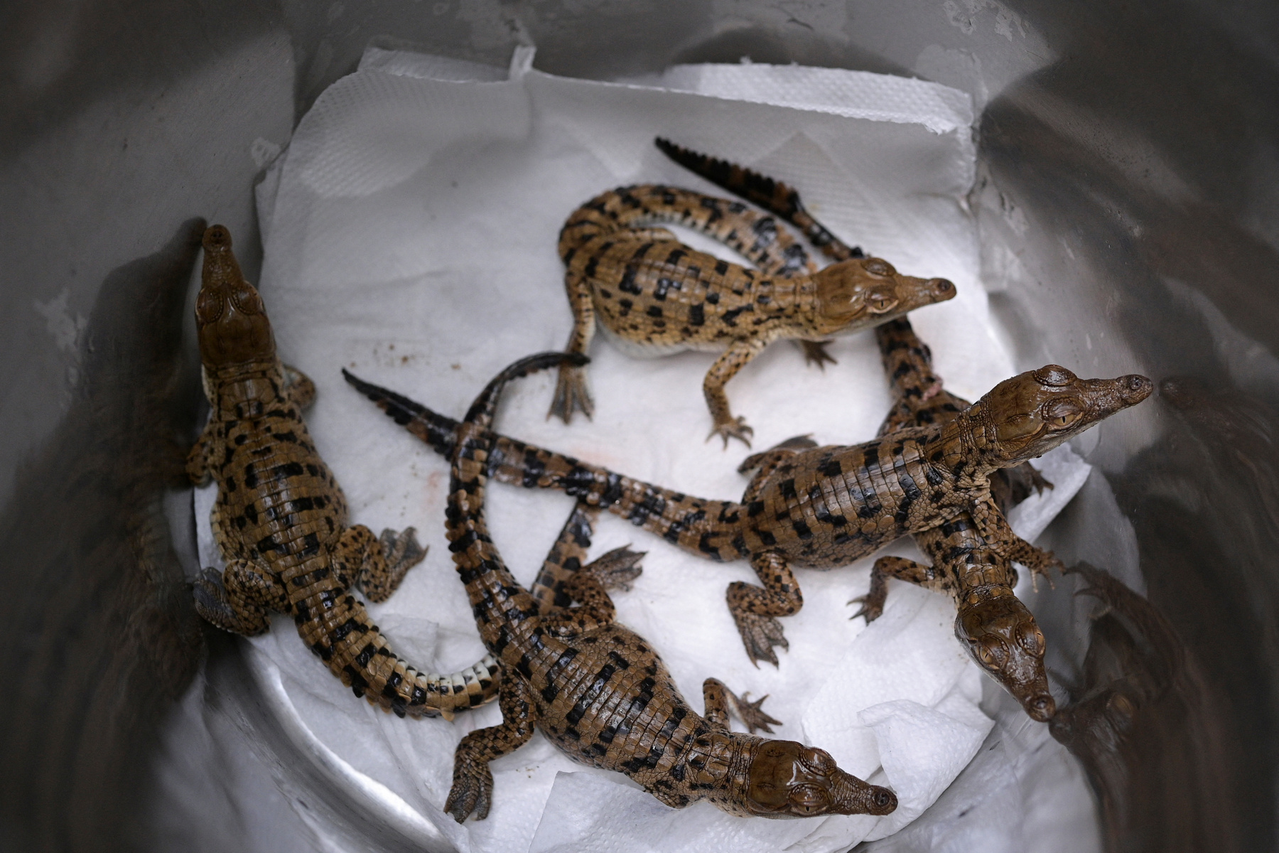 Alvaro Velasco biológus egy orinocói krokodillal a kezében Elorza mellett, Venezuelában 2025. április 24-én