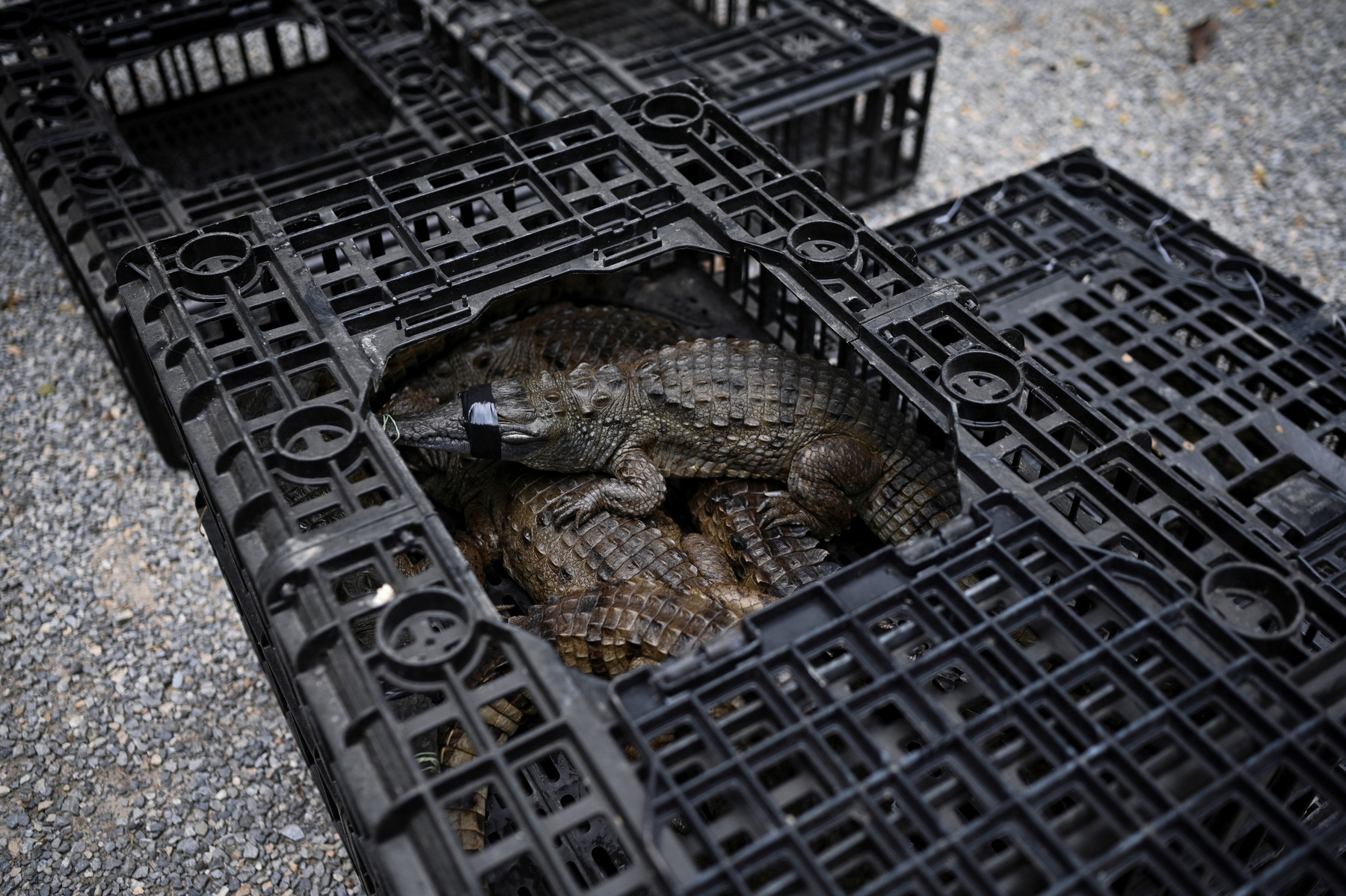 Alvaro Velasco biológus egy orinocói krokodillal a kezében Elorza mellett, Venezuelában 2025. április 24-én