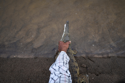 Alvaro Velasco biológus egy orinocói krokodillal a kezében Elorza mellett, Venezuelában 2025. április 24-én