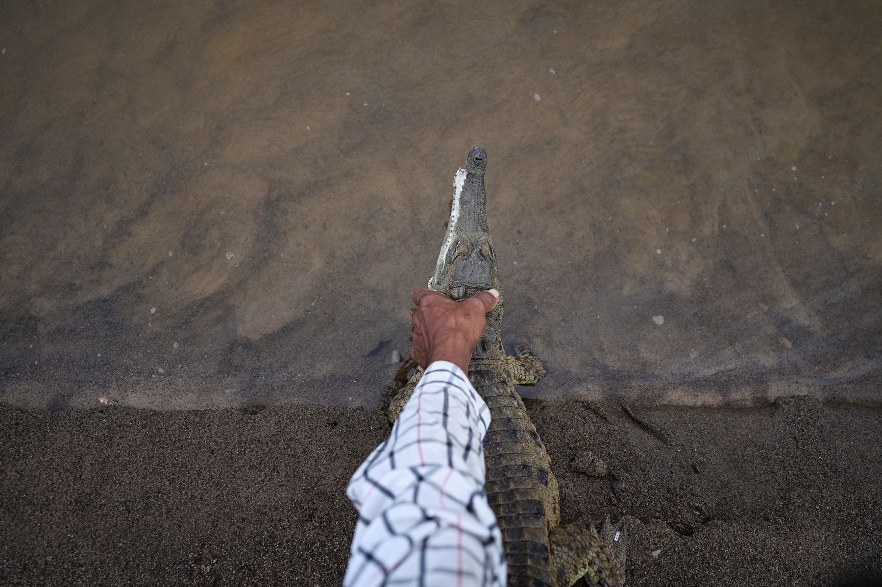 Alvaro Velasco biológus egy orinocói krokodillal a kezében Elorza mellett, Venezuelában 2025. április 24-én