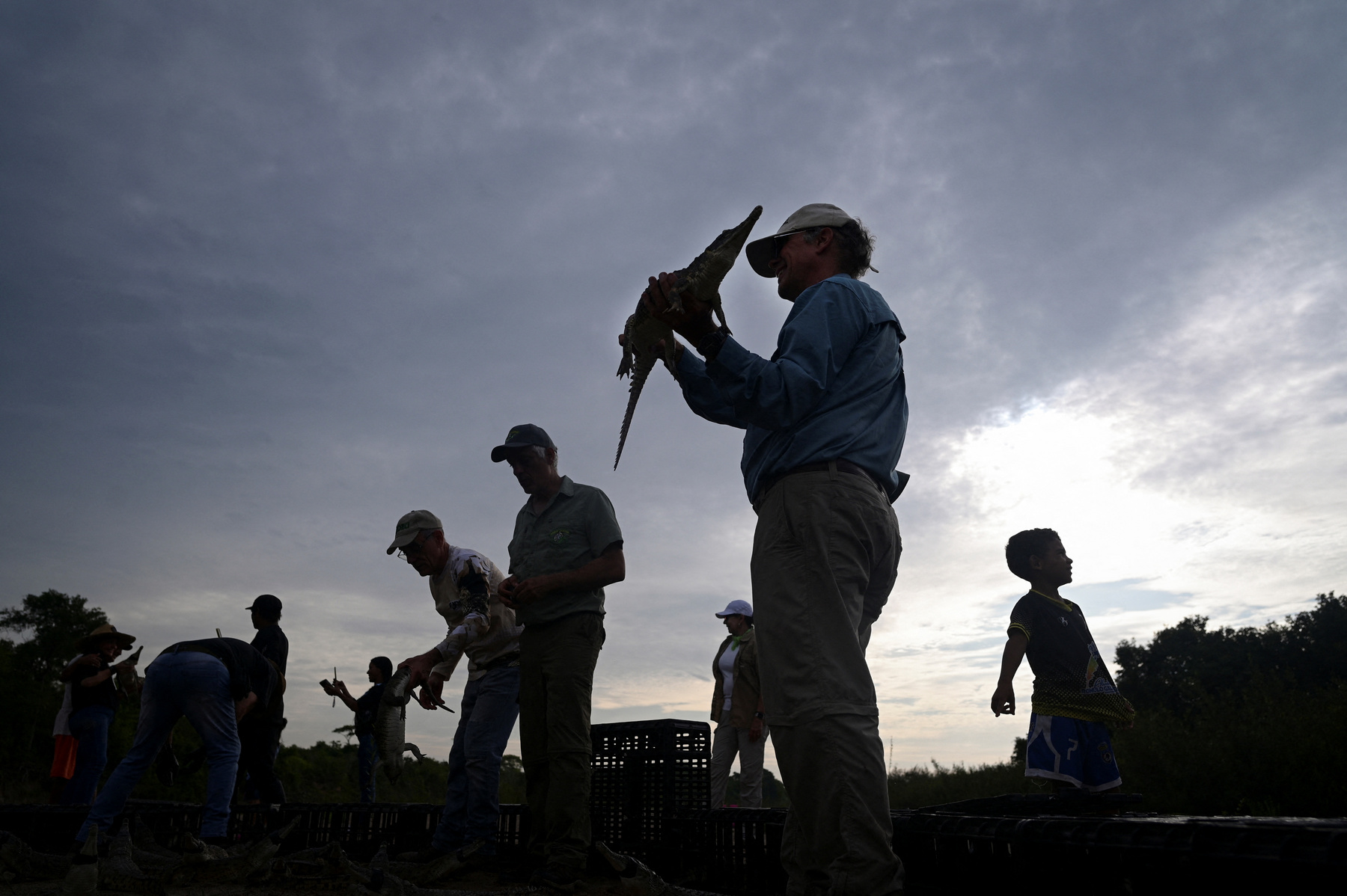 Alvaro Velasco biológus egy orinocói krokodillal a kezében Elorza mellett, Venezuelában 2025. április 24-én