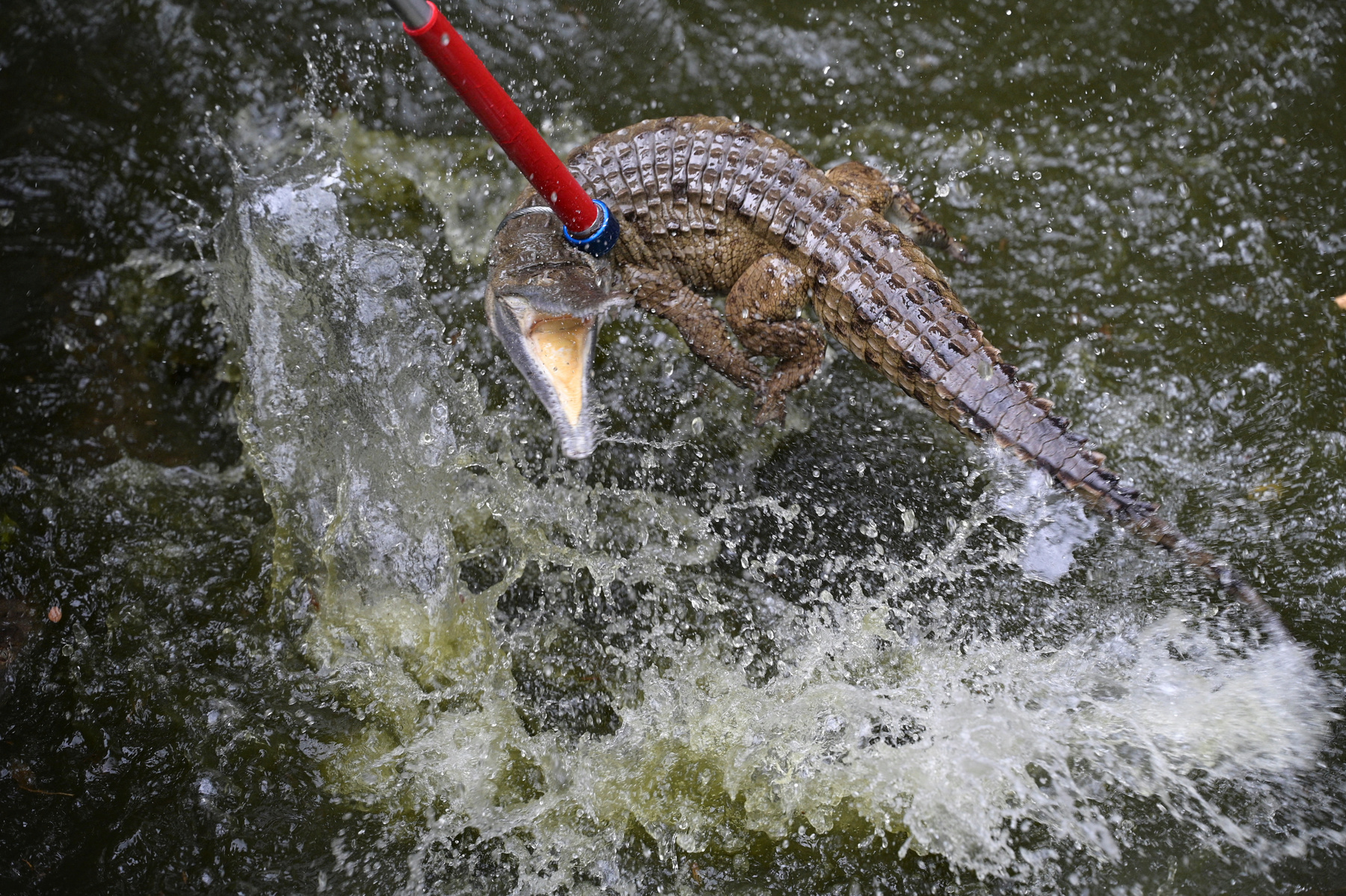 Alvaro Velasco biológus egy orinocói krokodillal a kezében Elorza mellett, Venezuelában 2025. április 24-én