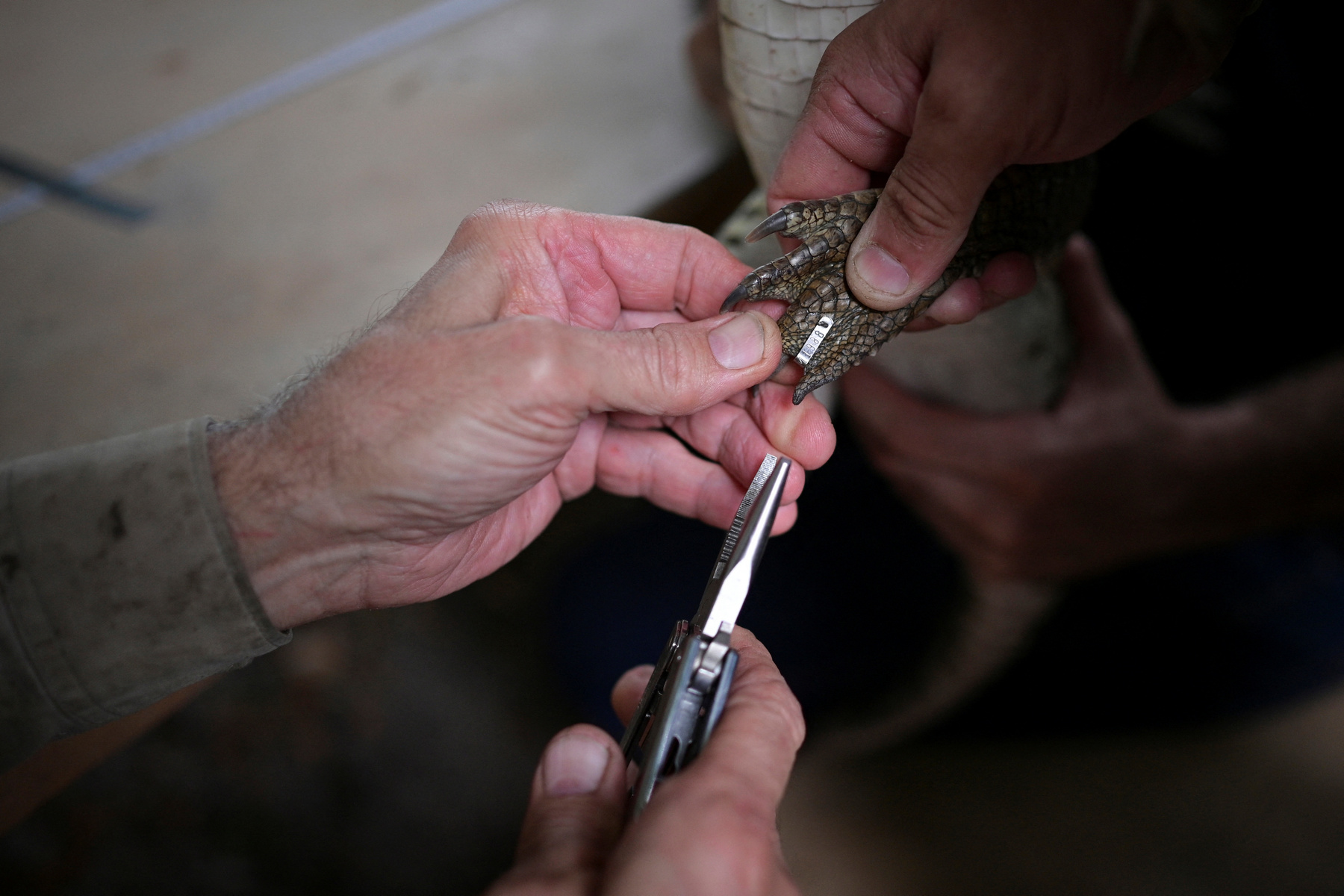 Alvaro Velasco biológus egy orinocói krokodillal a kezében Elorza mellett, Venezuelában 2025. április 24-én