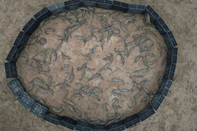 Alvaro Velasco biológus egy orinocói krokodillal a kezében Elorza mellett, Venezuelában 2025. április 24-én