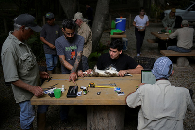 Alvaro Velasco biológus egy orinocói krokodillal a kezében Elorza mellett, Venezuelában 2025. április 24-én