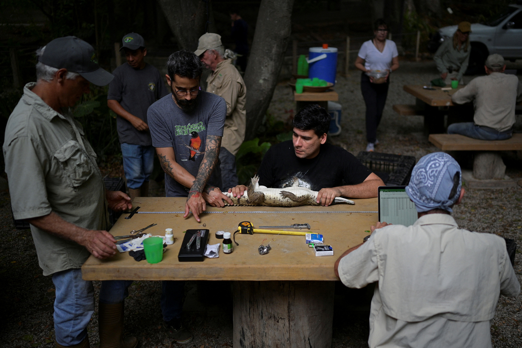 Alvaro Velasco biológus egy orinocói krokodillal a kezében Elorza mellett, Venezuelában 2025. április 24-én