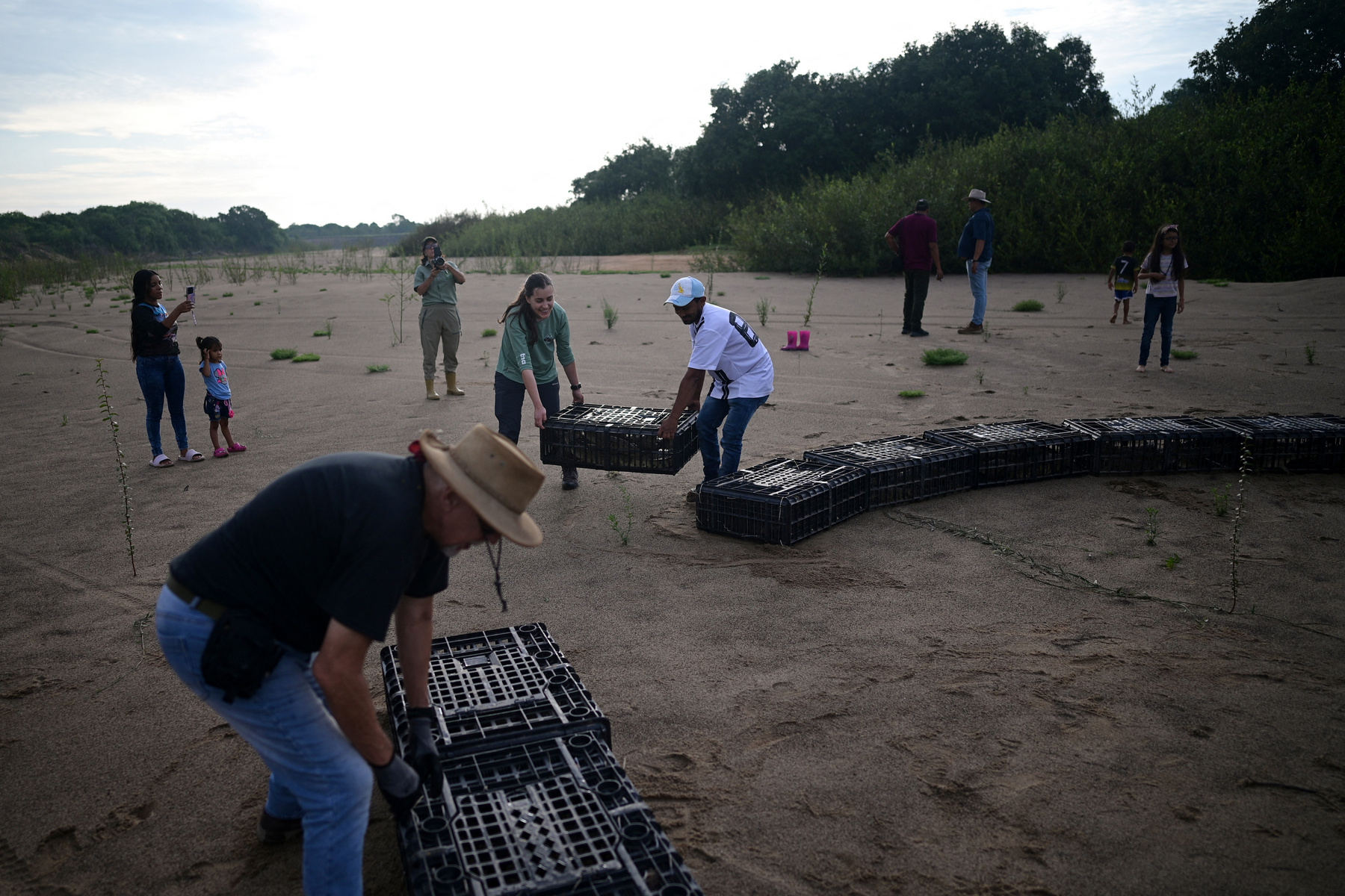 Alvaro Velasco biológus egy orinocói krokodillal a kezében Elorza mellett, Venezuelában 2025. április 24-én