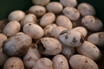 Alvaro Velasco biológus egy orinocói krokodillal a kezében Elorza mellett, Venezuelában 2025. április 24-én