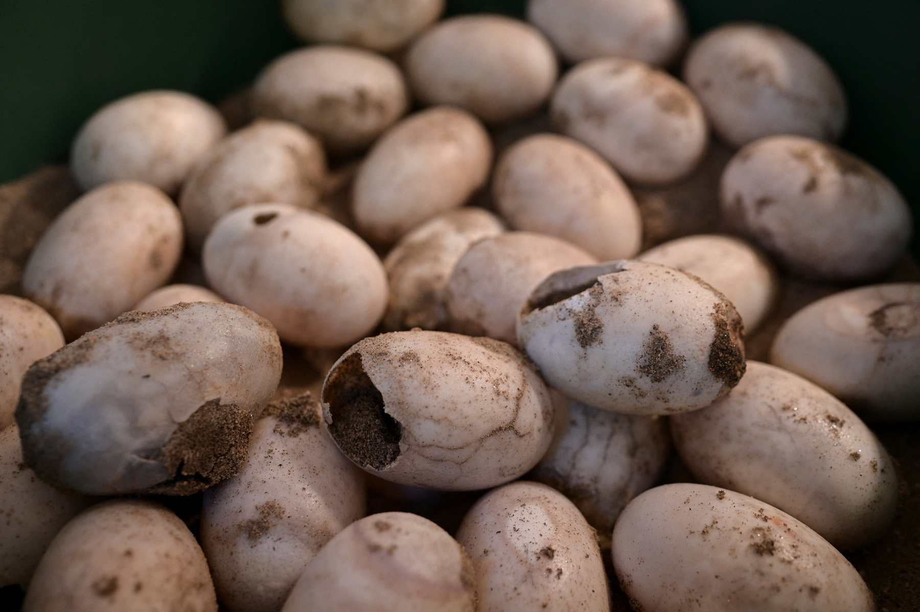 Alvaro Velasco biológus egy orinocói krokodillal a kezében Elorza mellett, Venezuelában 2025. április 24-én