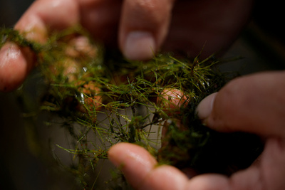 John Smyth tűzifát vág Mount Lucasban, Írországban, 2025. április 1-jén