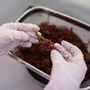 A Cystoseira hajtásai – egy gyorsan eltűnő barnamoszat-faj, amely támogatja a part menti biodiverzitást a Földközi-tengeren – az Athén közelében, Anavyssosban található Hellén Tengeri Kutatóközpont laboratóriumában kerülnek kezelésre 2025. május 21-én