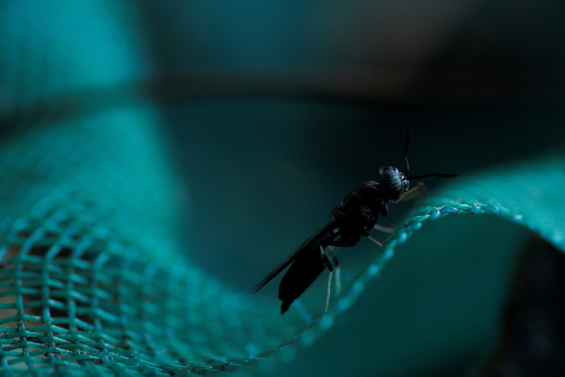 Vörös tilápiák katonalégy-lárvát esznek egy havannai halgazdaságban, 2025. július 11-én