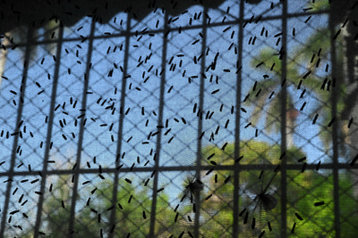 Vörös tilápiák katonalégy-lárvát esznek egy havannai halgazdaságban, 2025. július 11-én