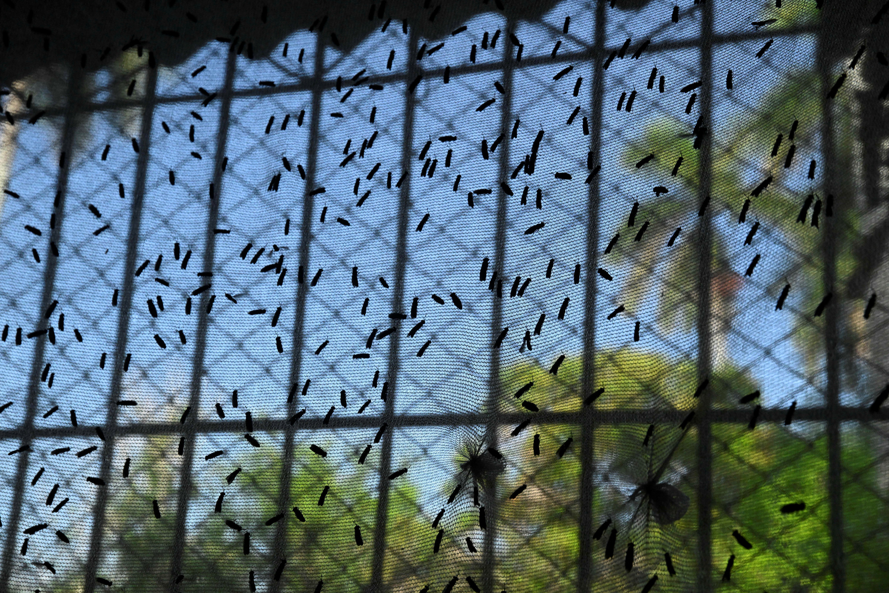 Vörös tilápiák katonalégy-lárvát esznek egy havannai halgazdaságban, 2025. július 11-én