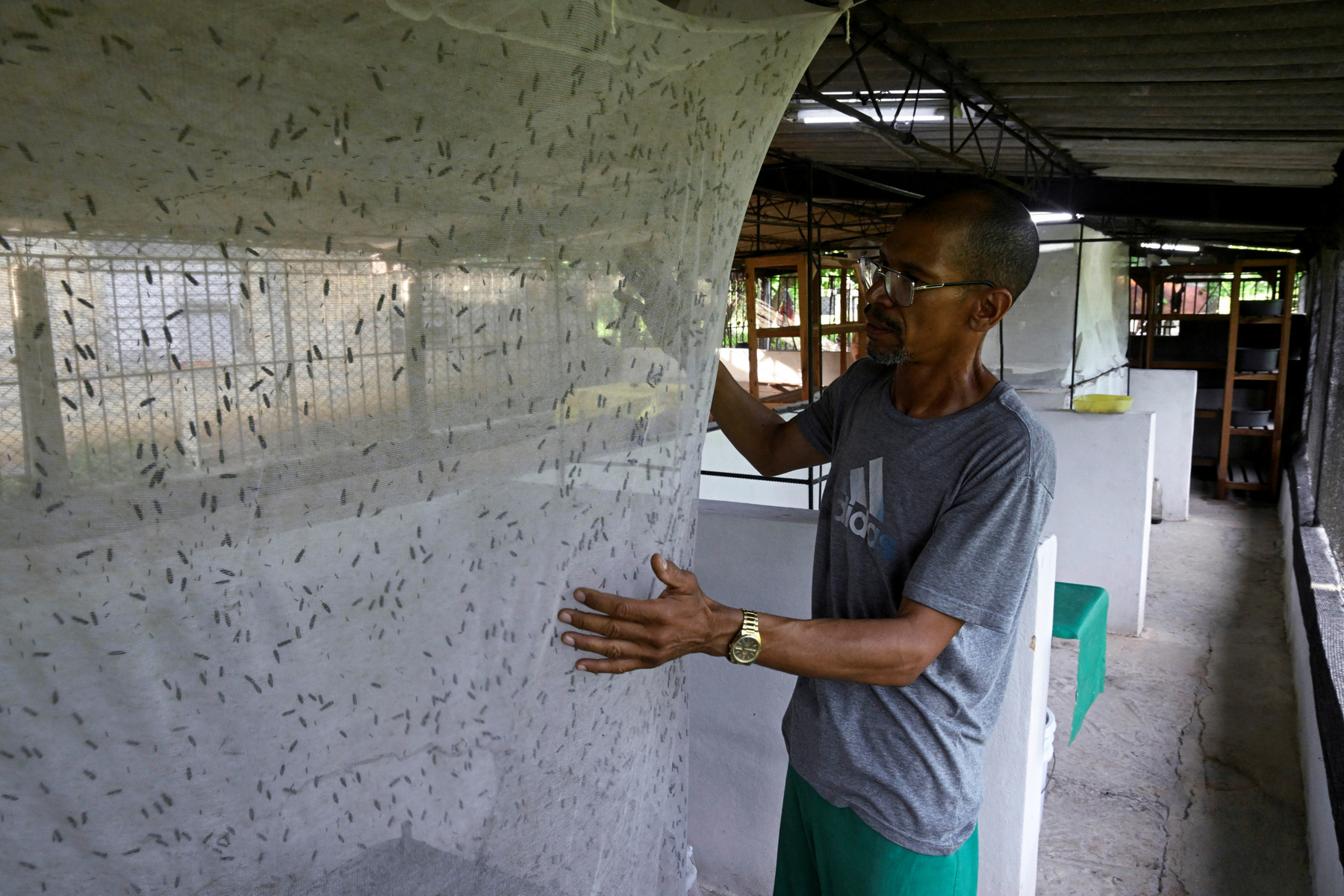 Vörös tilápiák katonalégy-lárvát esznek egy havannai halgazdaságban, 2025. július 11-én