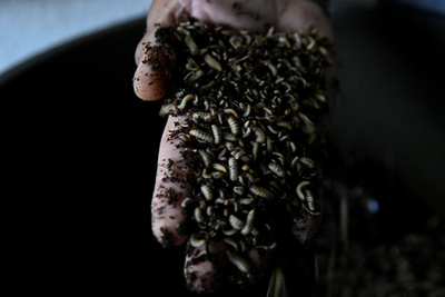 Vörös tilápiák katonalégy-lárvát esznek egy havannai halgazdaságban, 2025. július 11-én