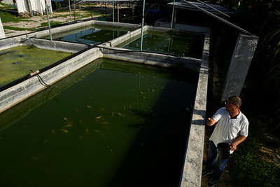 Vörös tilápiák katonalégy-lárvát esznek egy havannai halgazdaságban, 2025. július 11-én