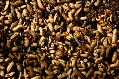 Vörös tilápiák katonalégy-lárvát esznek egy havannai halgazdaságban, 2025. július 11-én