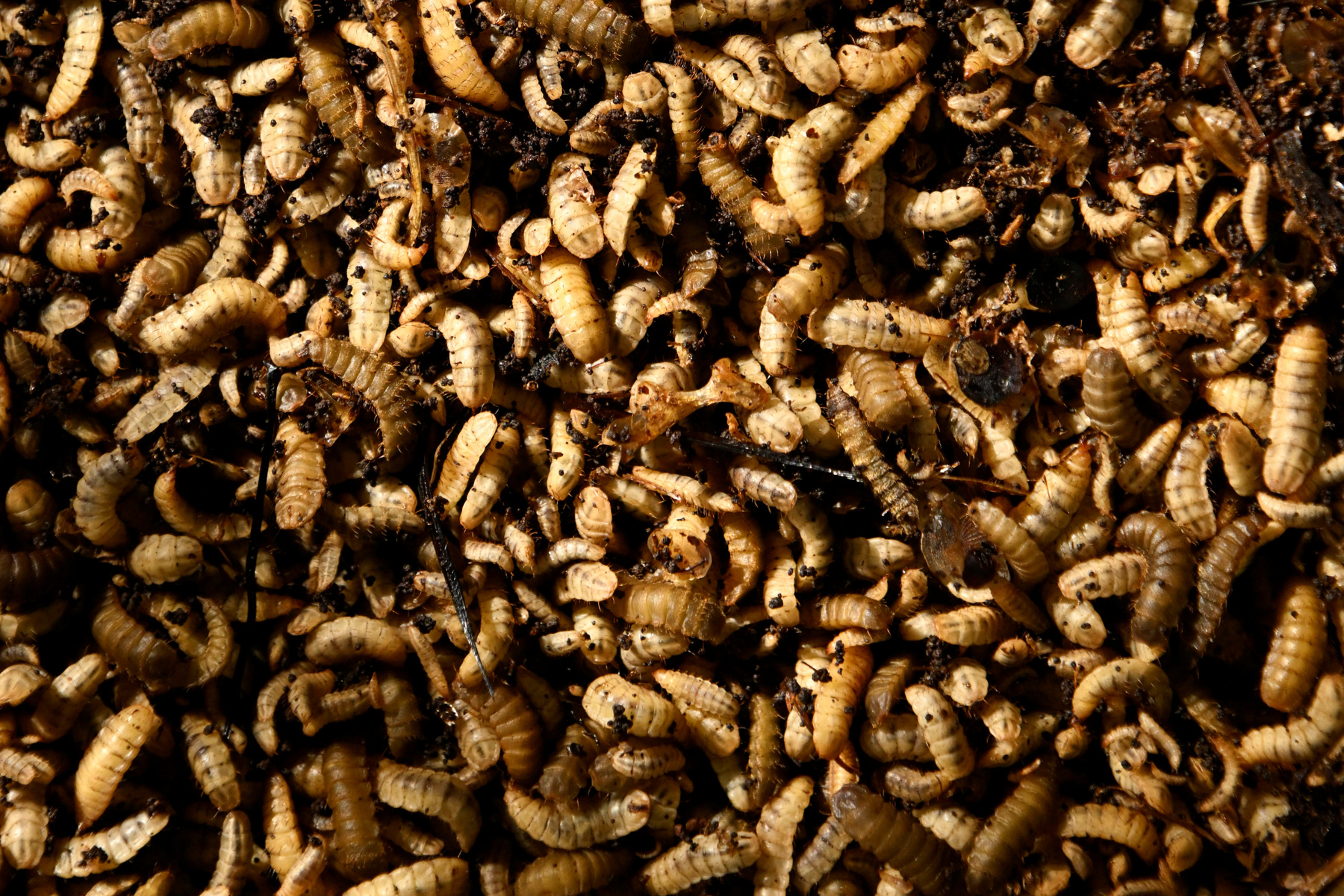 Vörös tilápiák katonalégy-lárvát esznek egy havannai halgazdaságban, 2025. július 11-én