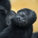 A tíz napja született gorillabébit most mutatta be a fővárosi állatkert.