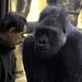Vidákovits István, a Fővárosi Állat- és Növénykert körzetvezetője és Golo, a 30 éves hím nyugati gorilla, az újszülött gorilla egyik feltételezhető apja figyeli egymást. 