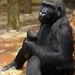 A kilencéves N’Yaounda nevű nyugati síkvidéki gorilla (Gorilla gorilla gorilla) anyaállat a január 5-én reggel született kölykével a Fővárosi Állat- és Növénykert főemlős házában.