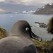 Természetfotó, sorozat - 1. díj. Dél-Georgia, Antarktisz. Fotó: Paul Nicklen, Kanada, National Geographic.