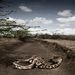 Korunk problémái, egyedi - 2. díj. Szárazságtól elpusztult zsiráf, Északkelet-Kenya, szeptember.
Fotó: Stefano De Luigi, Olaszország, VII Network a Le Monde Magazine számára.
