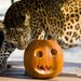 Kínai leopárd (Panthera pardus japonensis) szaglássza, hogy mit rejt a közelgő Halloween ünnep alkalmából a kifutójába helyezett tökfigura a Nyíregyházi Állatparkban 2010. október 28-án. 