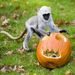 Egy hulmánkölyök (Semnopithecus entellus) nézi, mit rejt a közelgő Halloween  ünnep alkalmából a kifutójába helyezett tökfigura a Nyíregyházi Állatparkban 2010. október 28-án. 