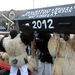 A koporsó elégetésével zárul a híres mohácsi busójárás, a sokácok télűző farsangi ünnepe, amelyet 2009-től az UNESCO felvett az emberiség szellemi kulturális örökségének listájára.