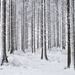 Téli erdő, Somerset, Anglia
