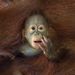 Természet: Orangután az anyja ölében