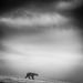 Jegesmedve a norvégiai Svalbardban