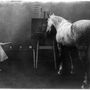 Prince Albert a híres és tanult ló 1909-ben