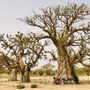 A baobab fák Szenegálban remekül meg tudnak támasztani egyszerre két biciklit is
